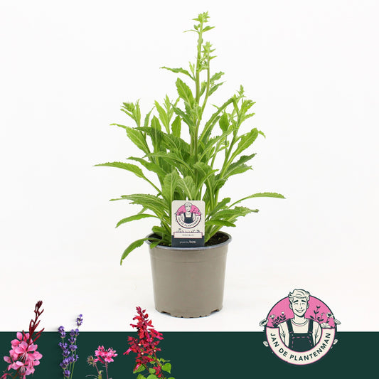 Digitalis pur. Hanabee Rose 50cm 17cm Pot