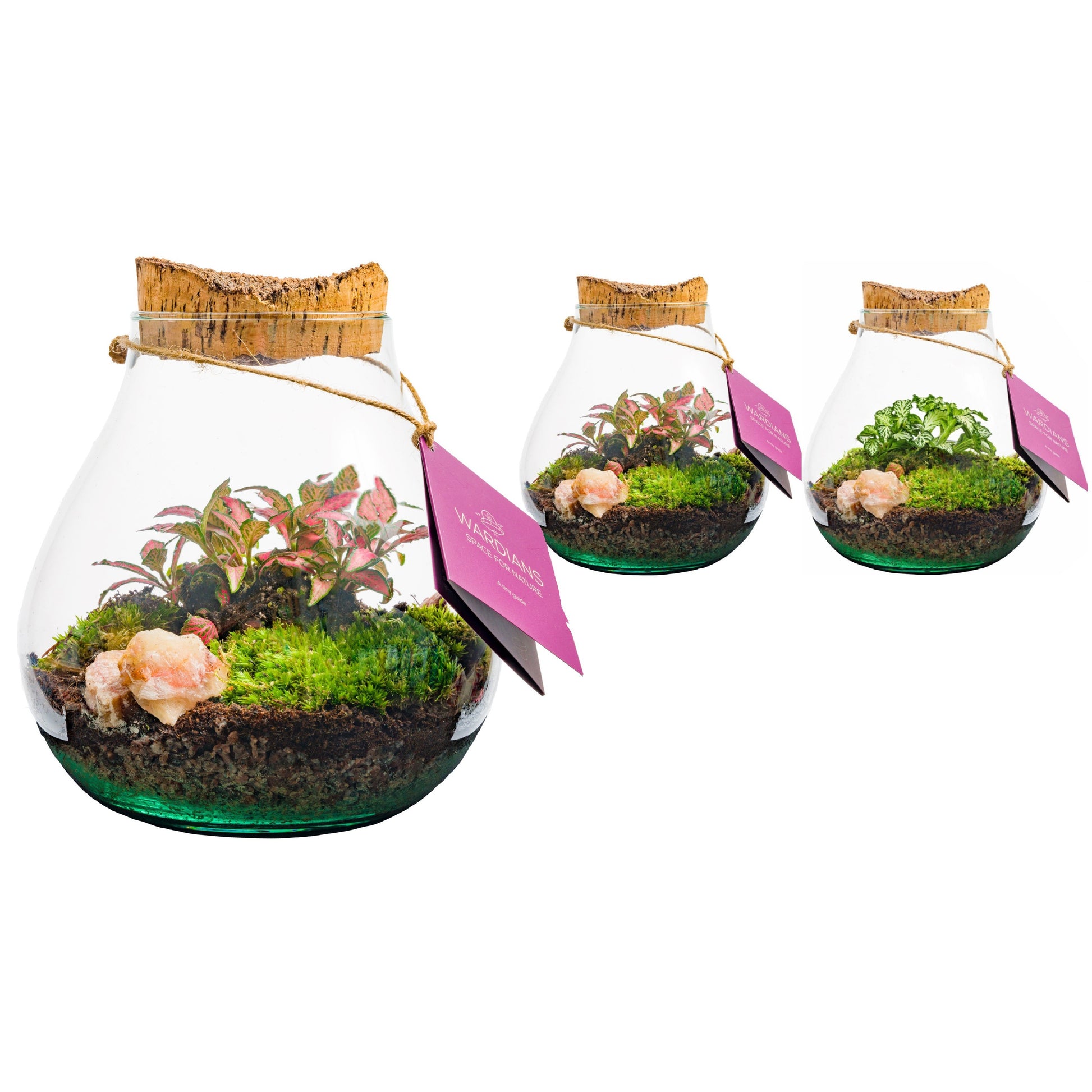 arr. Kamerplanten Halley M 20cm 16cm Pot