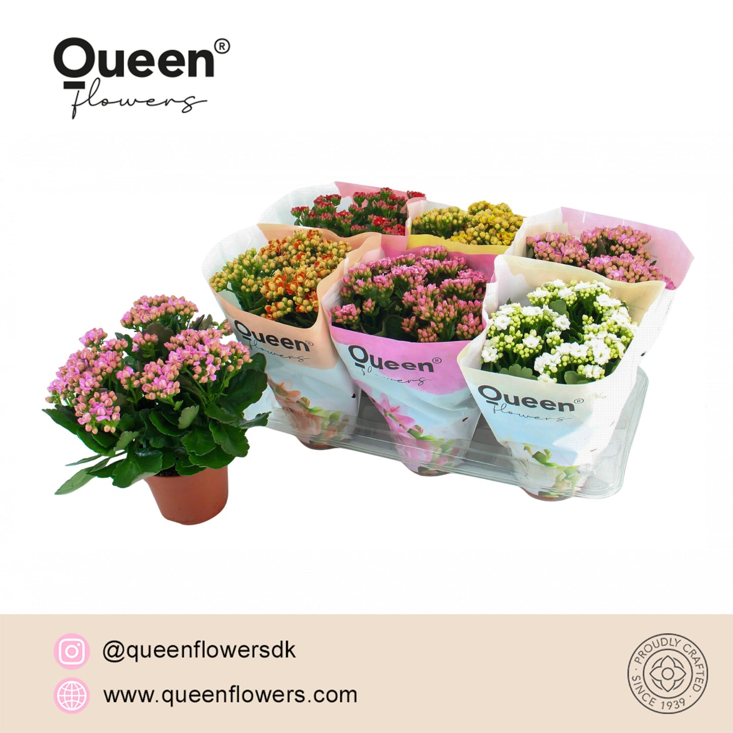 Pligt Professionals BV Kalanchoe double grandiflora mix Pack of 6