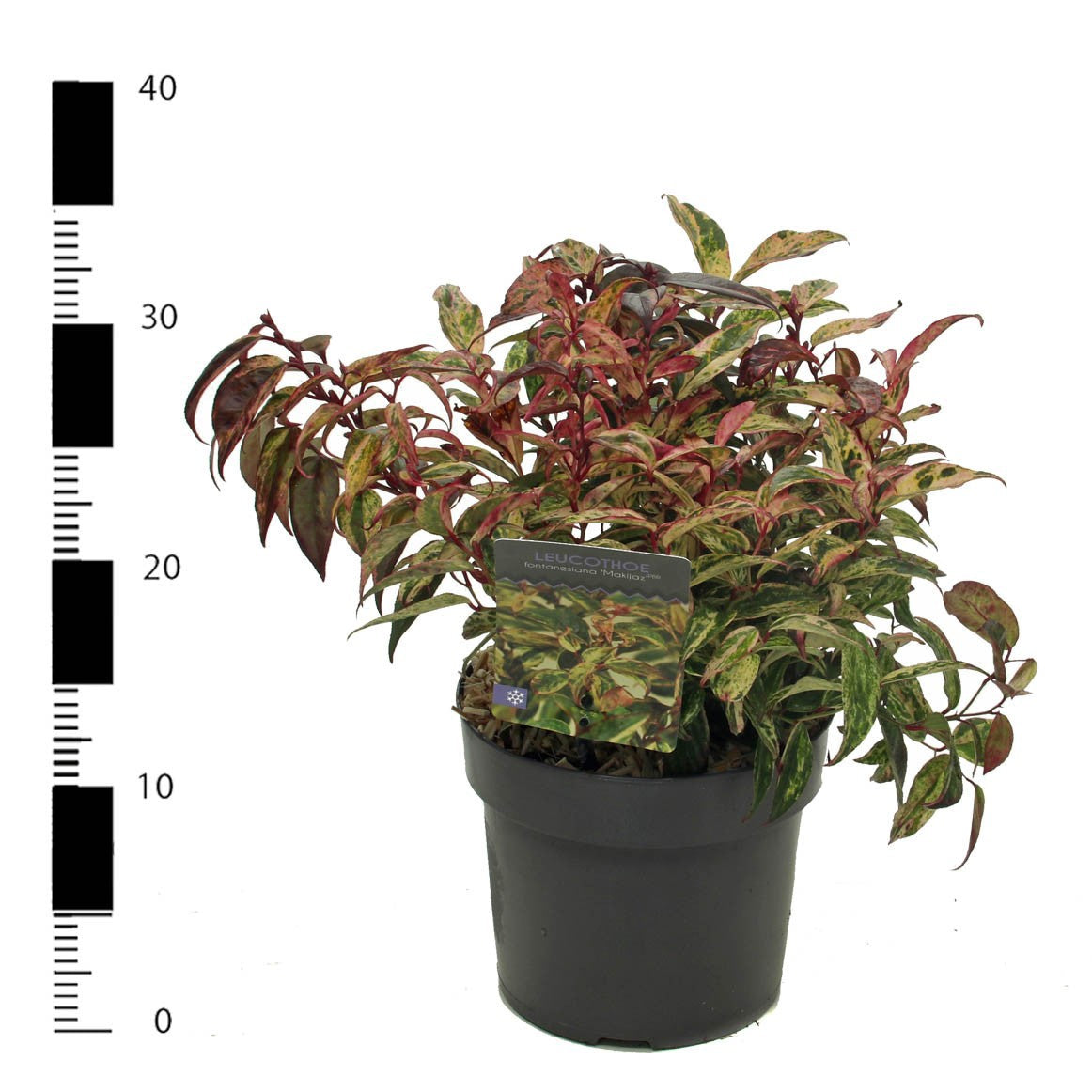 Leucothoe Makijaz 20cm 17cm Pot