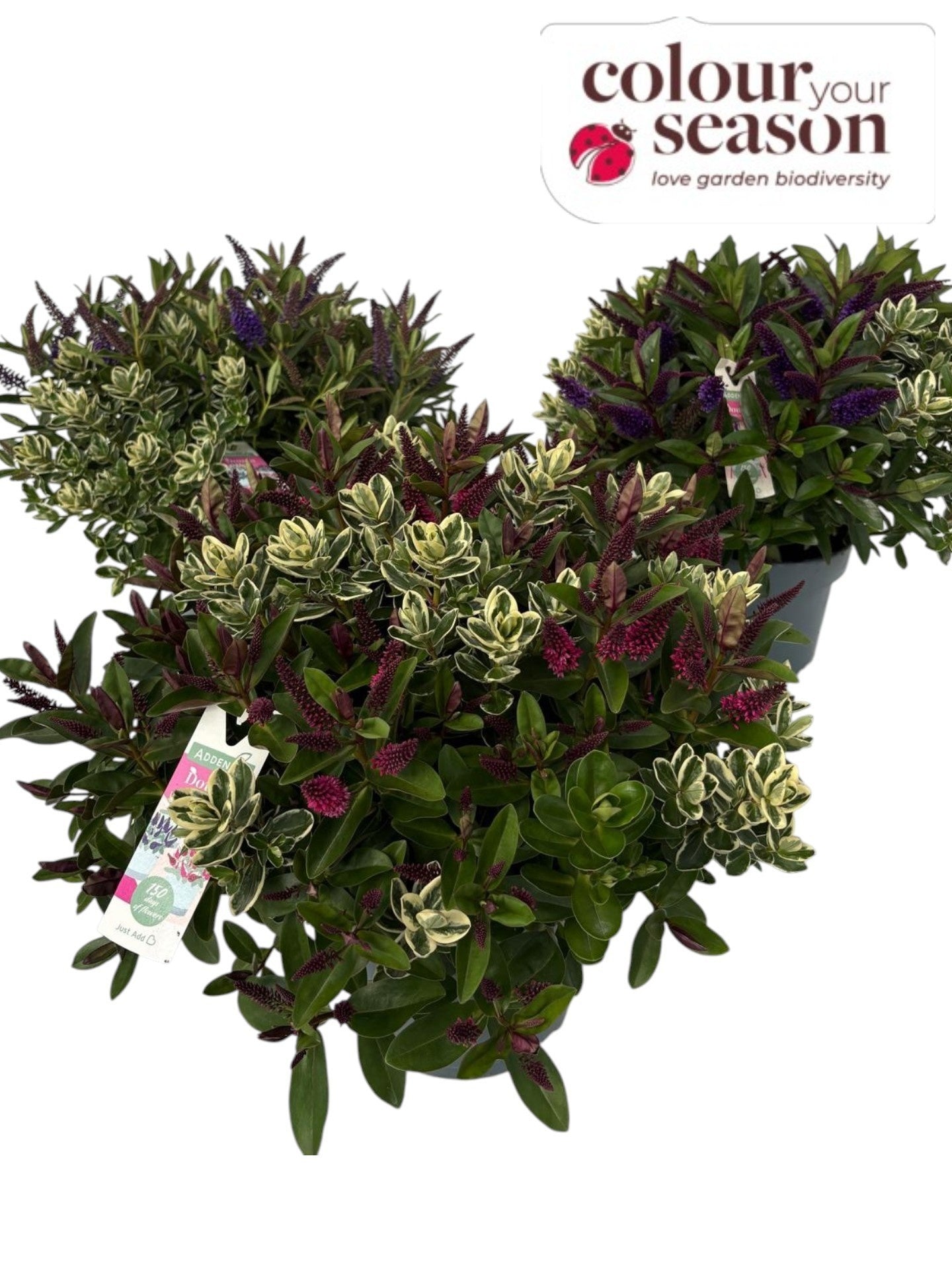 Hebe Addenda twin green + variegated 45cm 23cm Pot