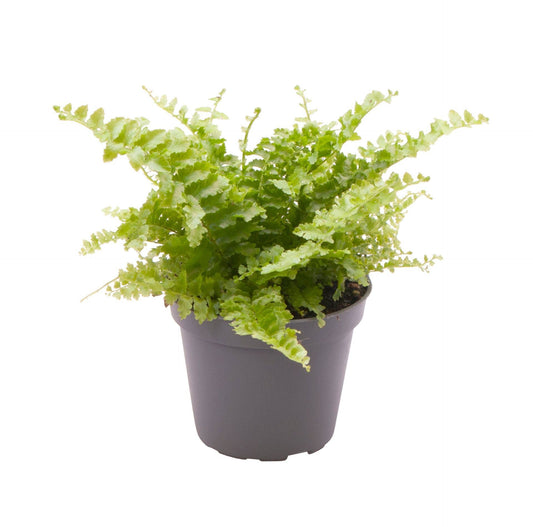 Nephrolepis Fluffy Ruffle 6cm Pot