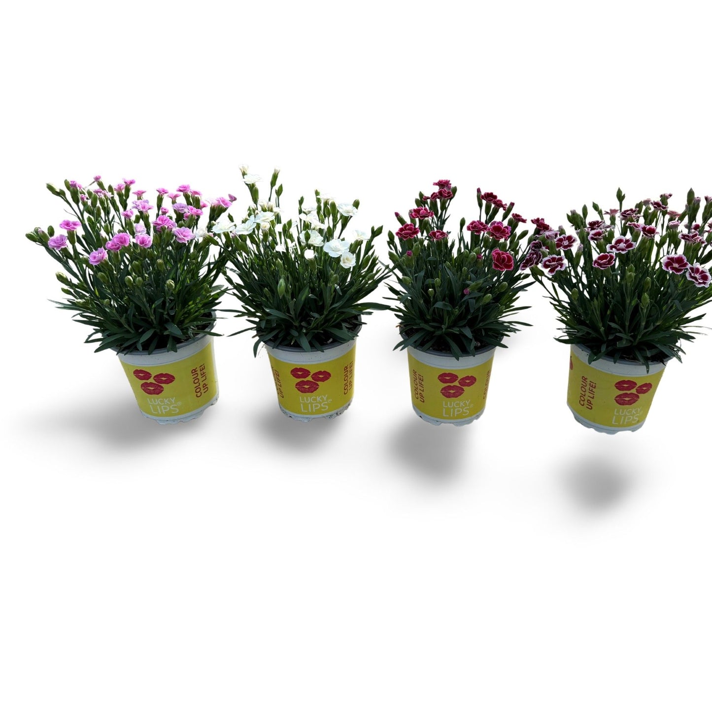 Dianthus Lucky Lips mix 20cm 510cm Pot