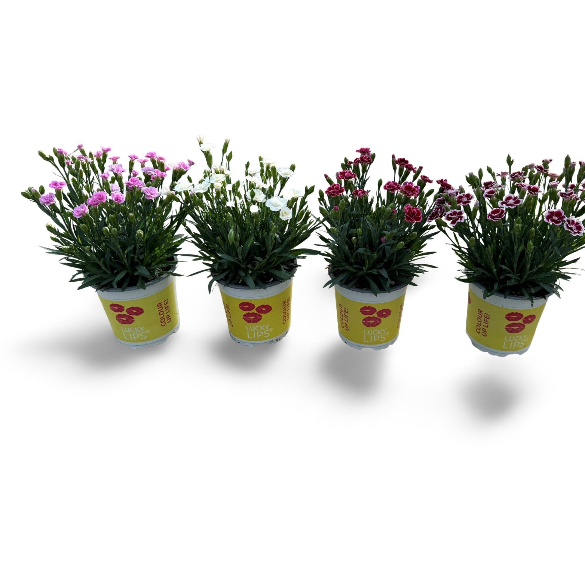 Dianthus Lucky Lips mix 20cm 510cm Pot