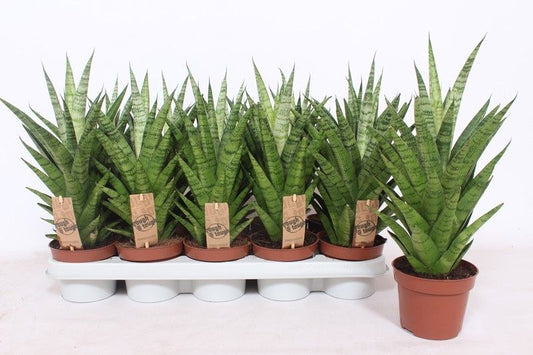 Sansevieria Tough Lady 40cm 12cm Pot