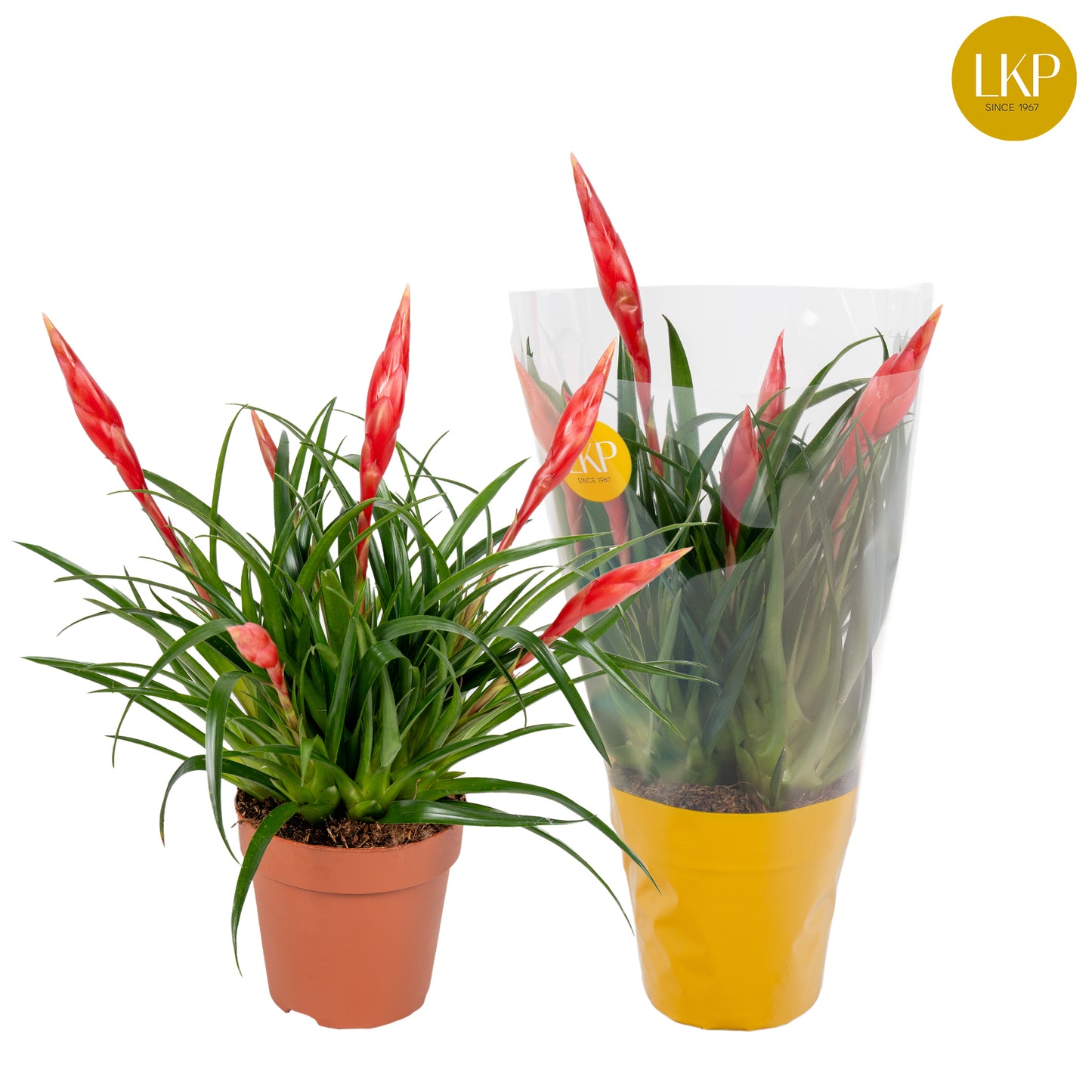 Vriesea Astrid 40cm 12cm Pot
