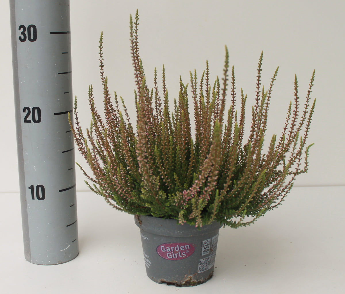 Calluna Garden Girls pink 23cm 12cm Pot