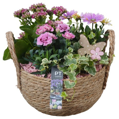 PTPP6976 Arrangementen Perkplanten 30cm 25cm Pot