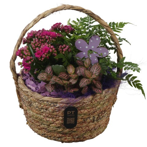PTIB5224 Arrangementen kamerplanten 26cm 19cm Pot