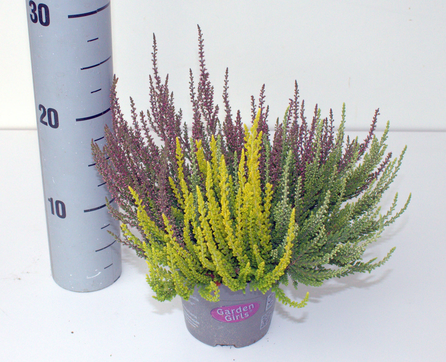 Calluna Garden Girls trio 25cm 12cm Pot