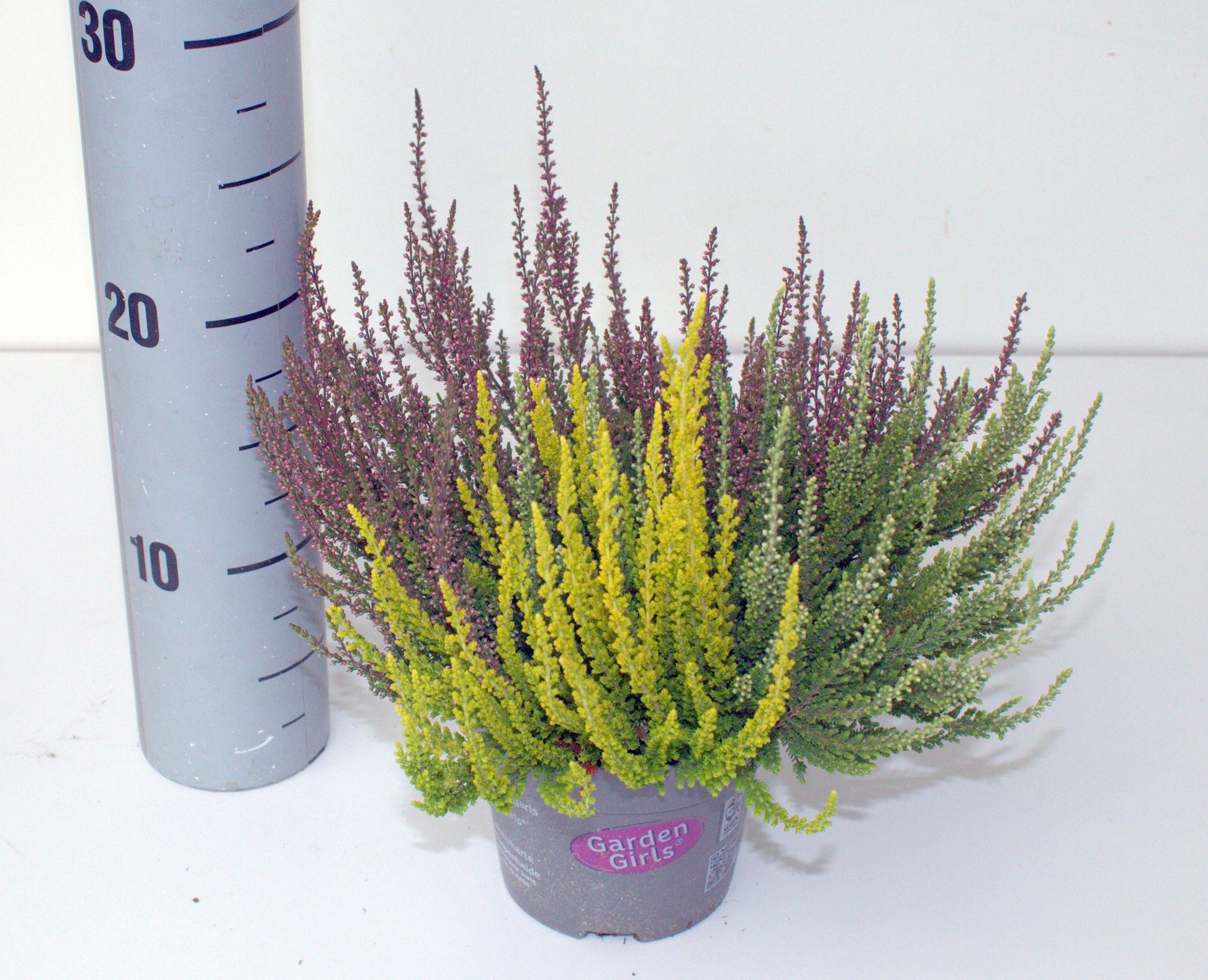 Calluna Garden Girls trio 25cm 12cm Pot