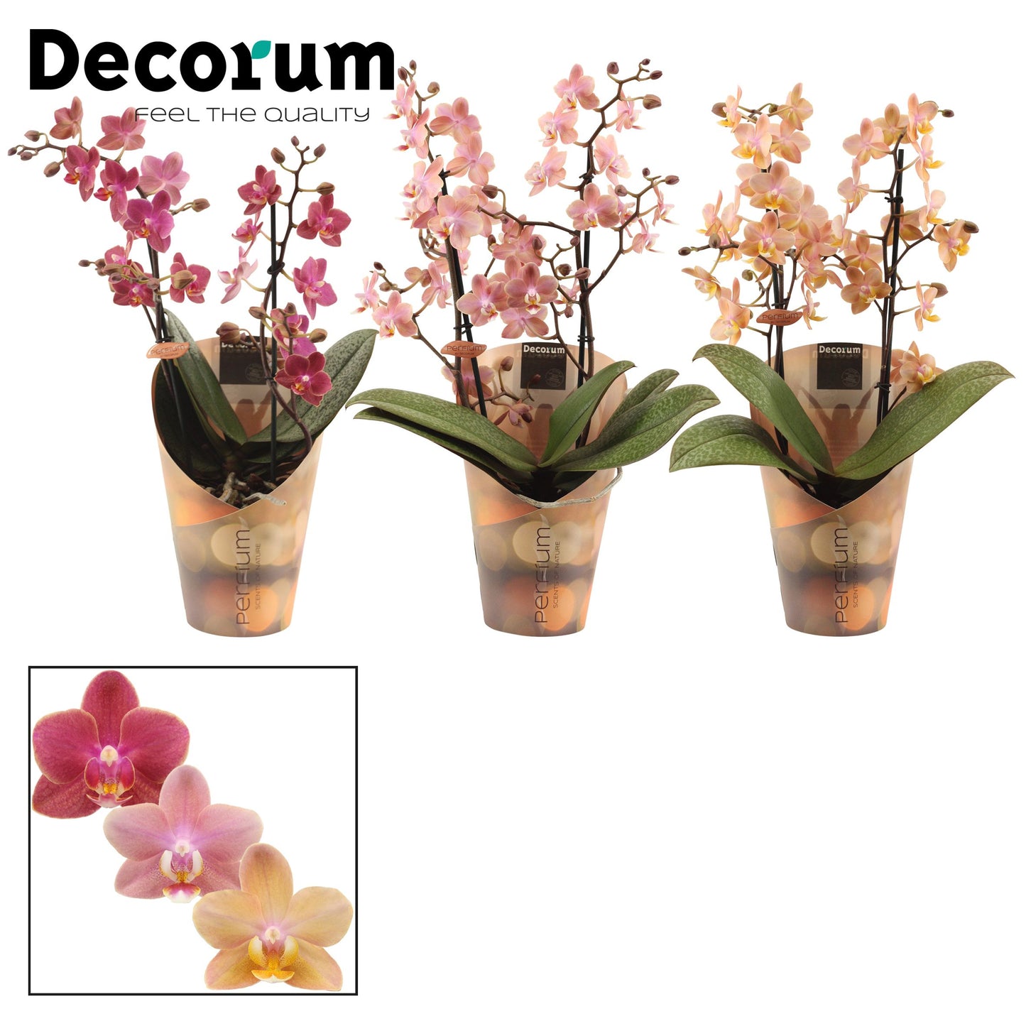 Phalaenopsis mf. Perfium mix 35cm 12cm Pot