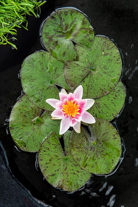 Nymphaea Laydekeri Lilacea 30cm 18cm Pot