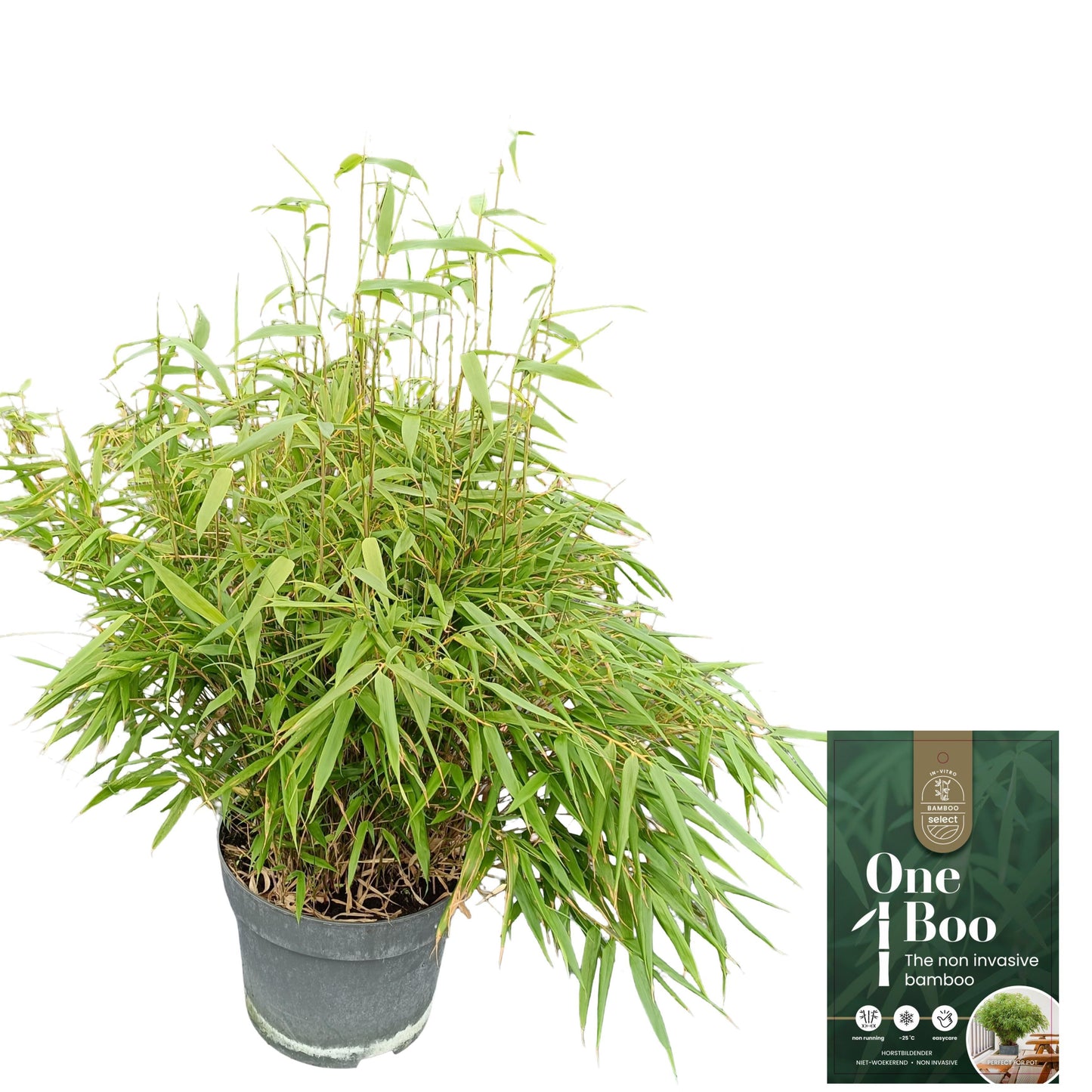 Fargesia rufa 85cm 29cm Pot