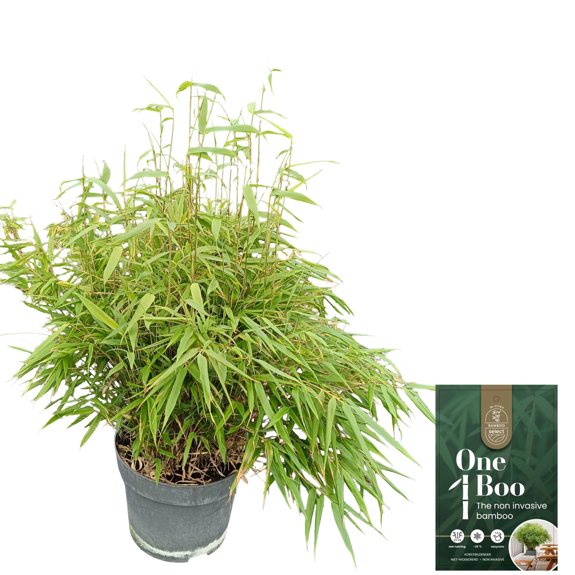 Fargesia rufa 85cm 29cm Pot