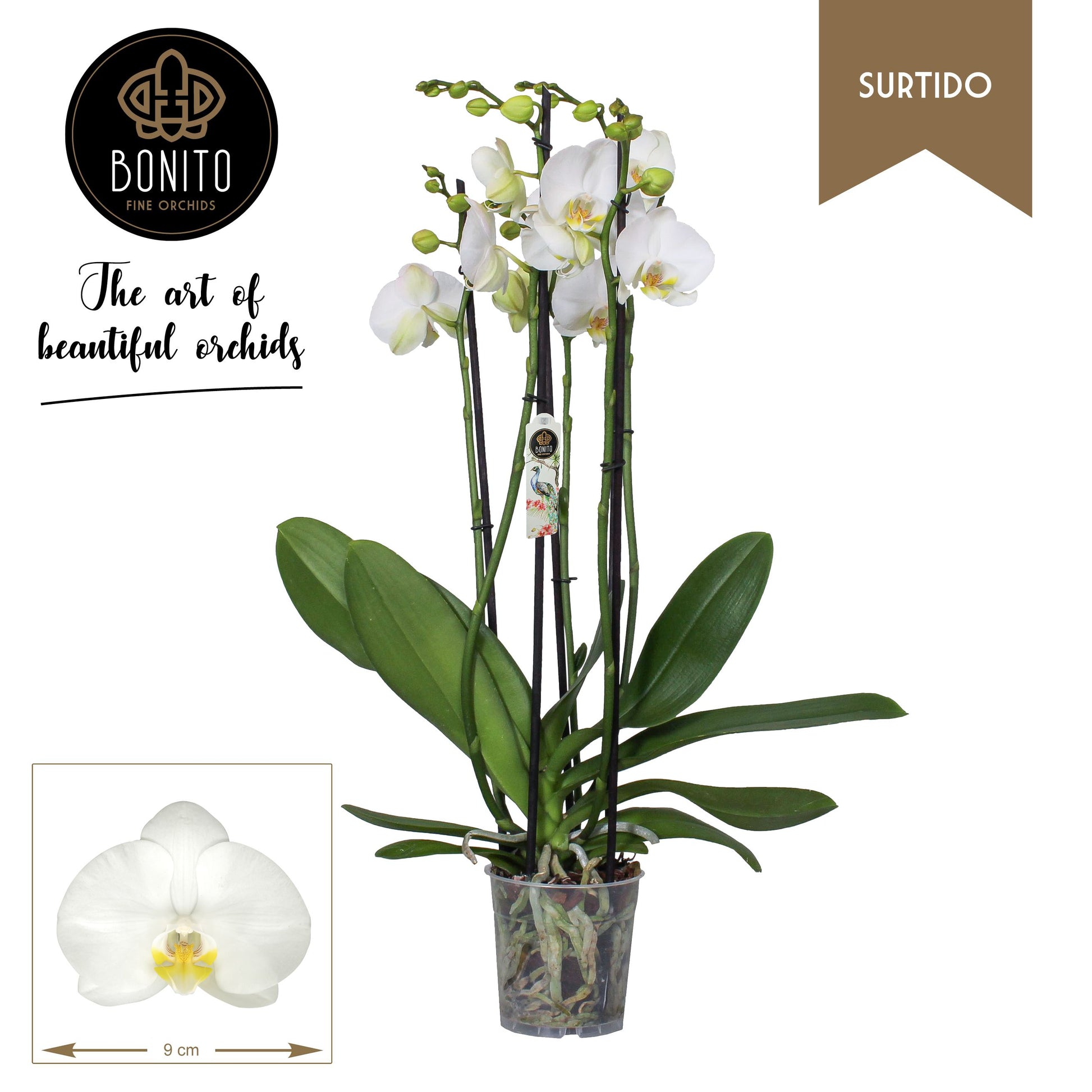 Phalaenopsis Nottingham 60cm 12cm Pot