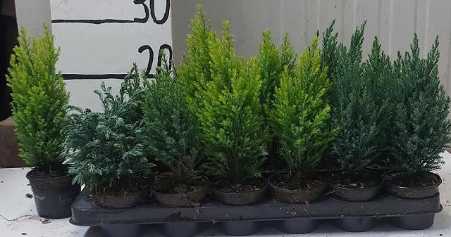 Conifer mix 25cm 9cm Pot