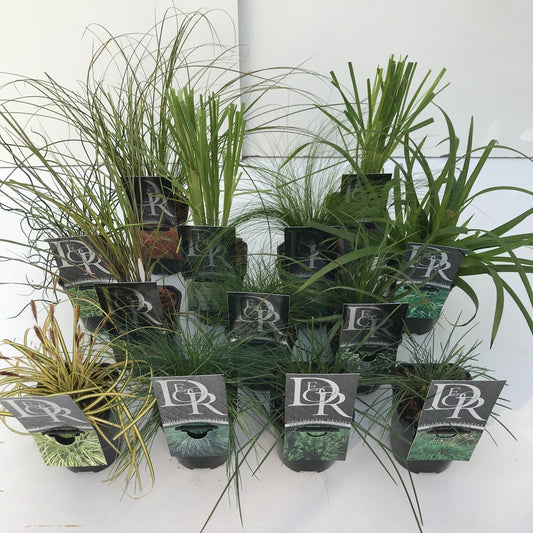 Grasses diff. varieties 25cm 13cm Pot