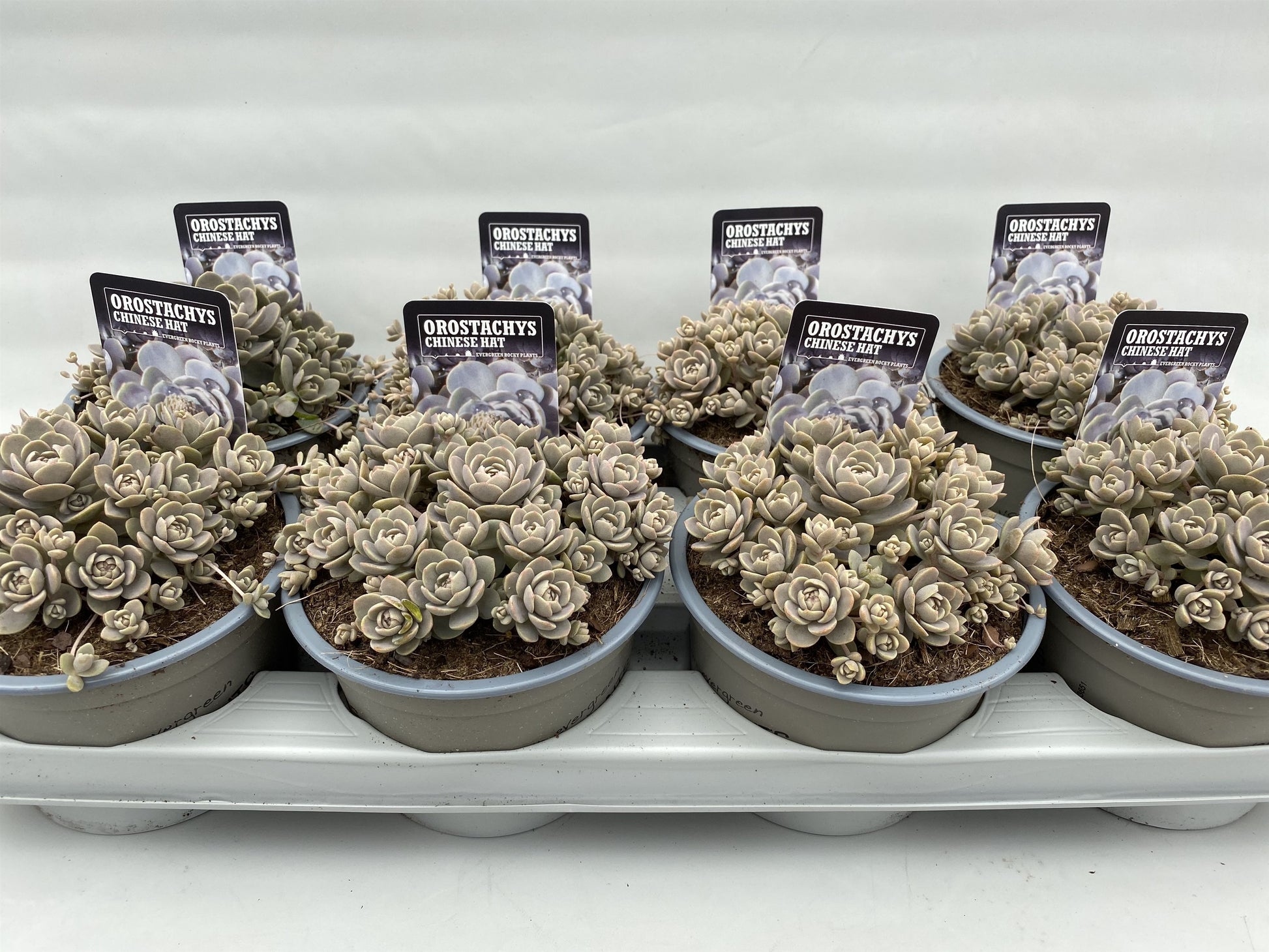 Orostachys iwa. Chinese Hat 5cm 14cm Pot