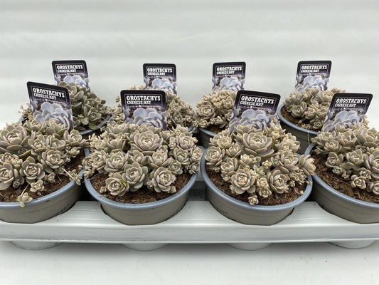 Orostachys iwa. Chinese Hat 5cm 14cm Pot