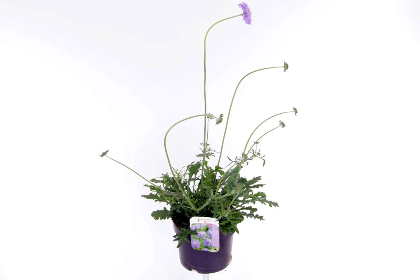 Scabiosa col. Butterfly Blue 55cm 17cm Pot