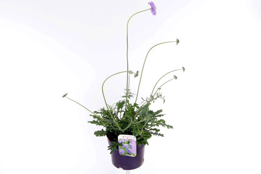 Scabiosa col. Butterfly Blue 55cm 17cm Pot