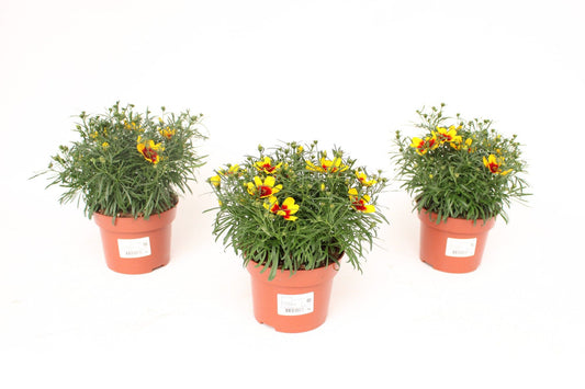 Coreopsis vert. Corleone Red & Gold 20cm 13cm Pot