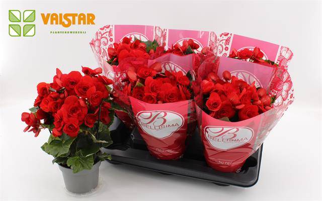 Begonia baladin bellisima 30cm 13cm Pot