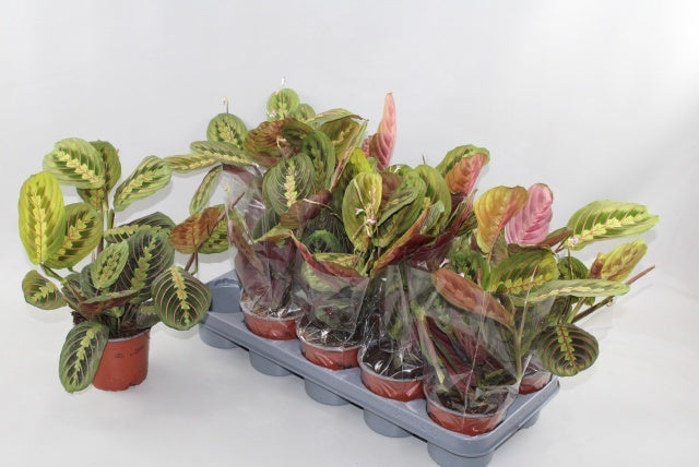 Maranta Fascinator 35cm 12cm Pot