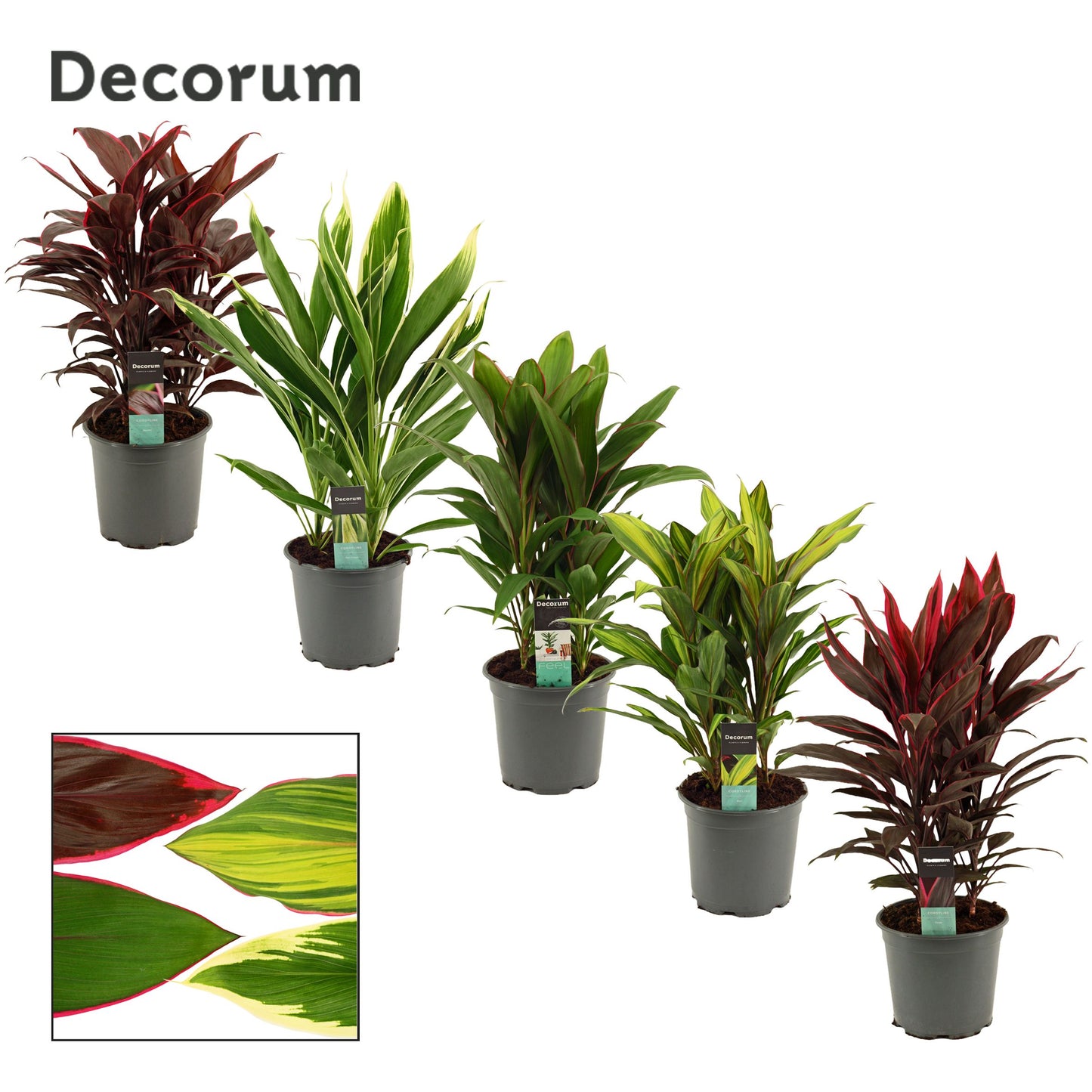 Cordyline mix 60cm 19cm Pot