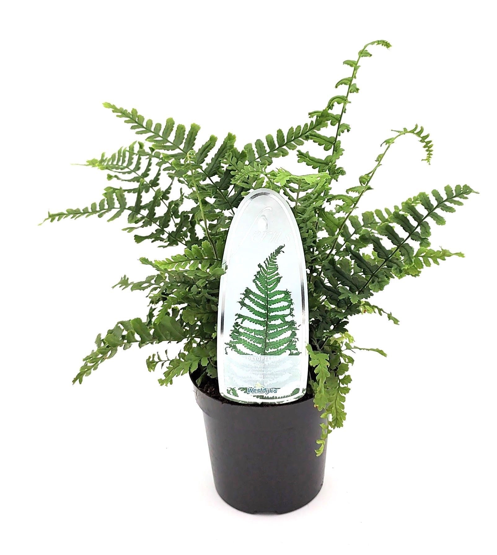 Dryopteris Cristata 15cm 11cm Pot