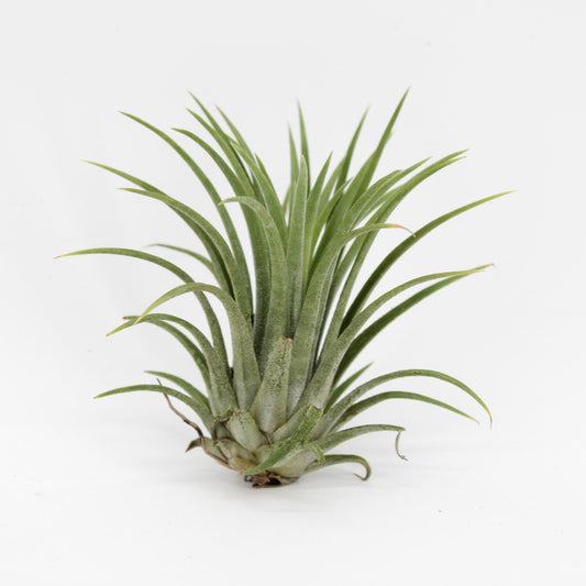 Tillandsia ionantha green 7cm 998cm Pot