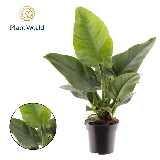 Philodendron Imperial Green 40cm 14cm Pot