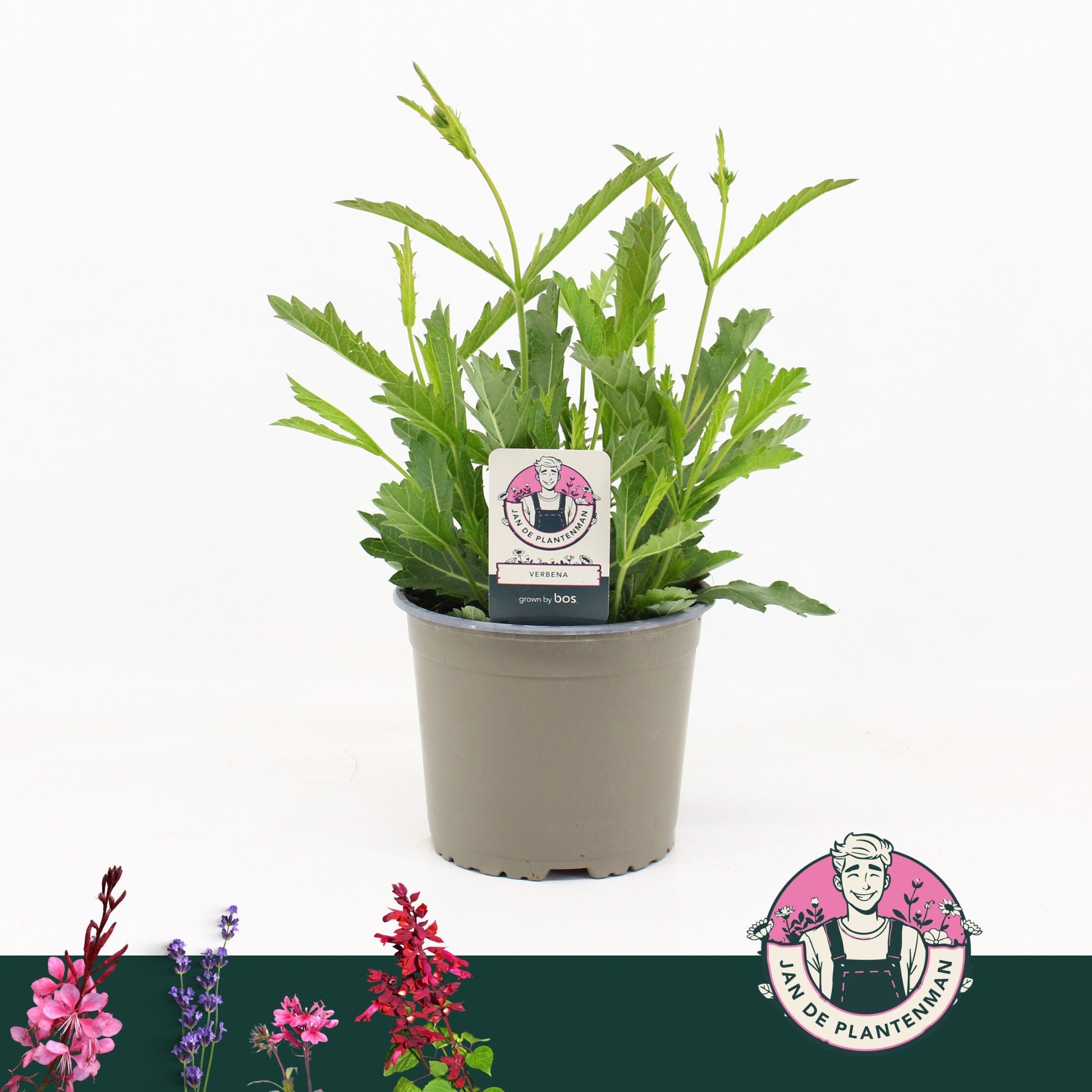 Verbena rig. lilac 30cm 17cm Pot