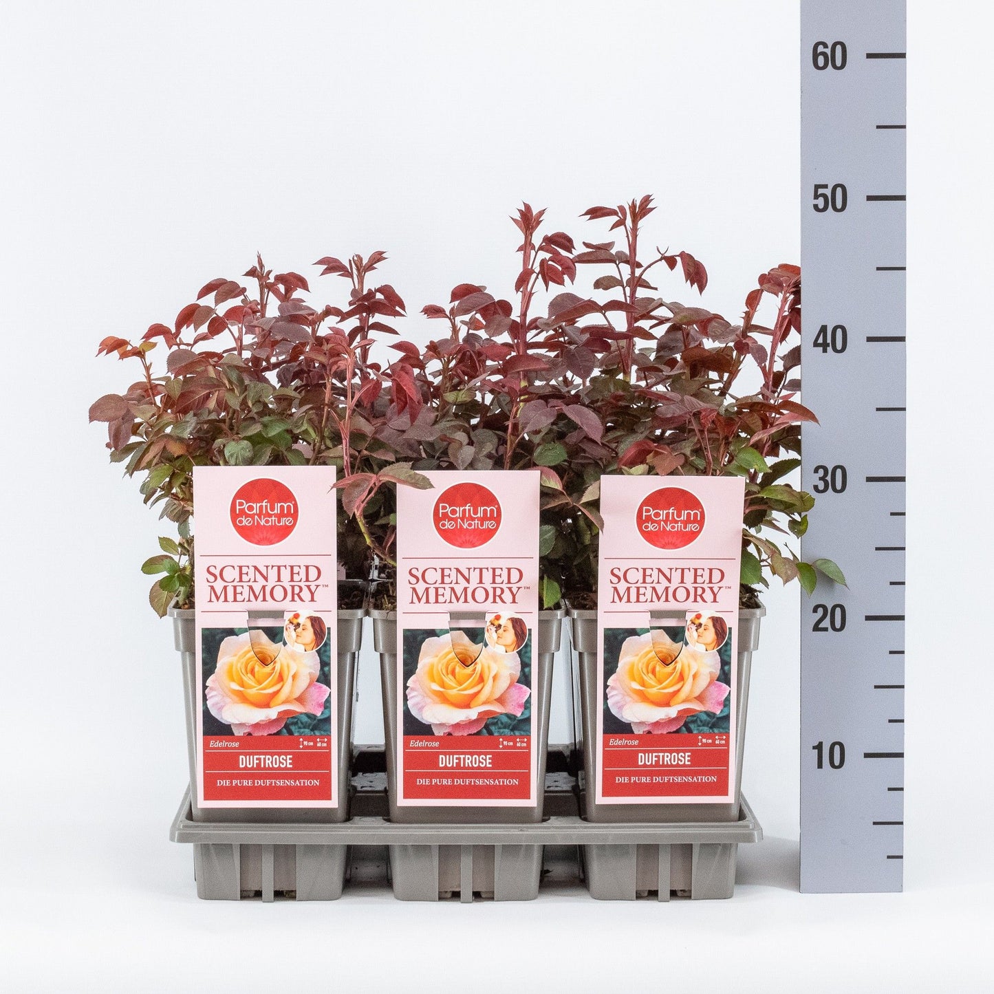 Rosa Scented Memory 20cm 17cm Pot