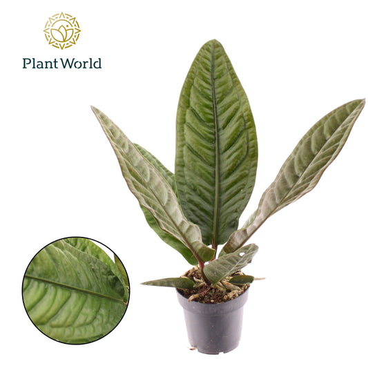 Anthurium andraeanum 40cm 12cm Pot