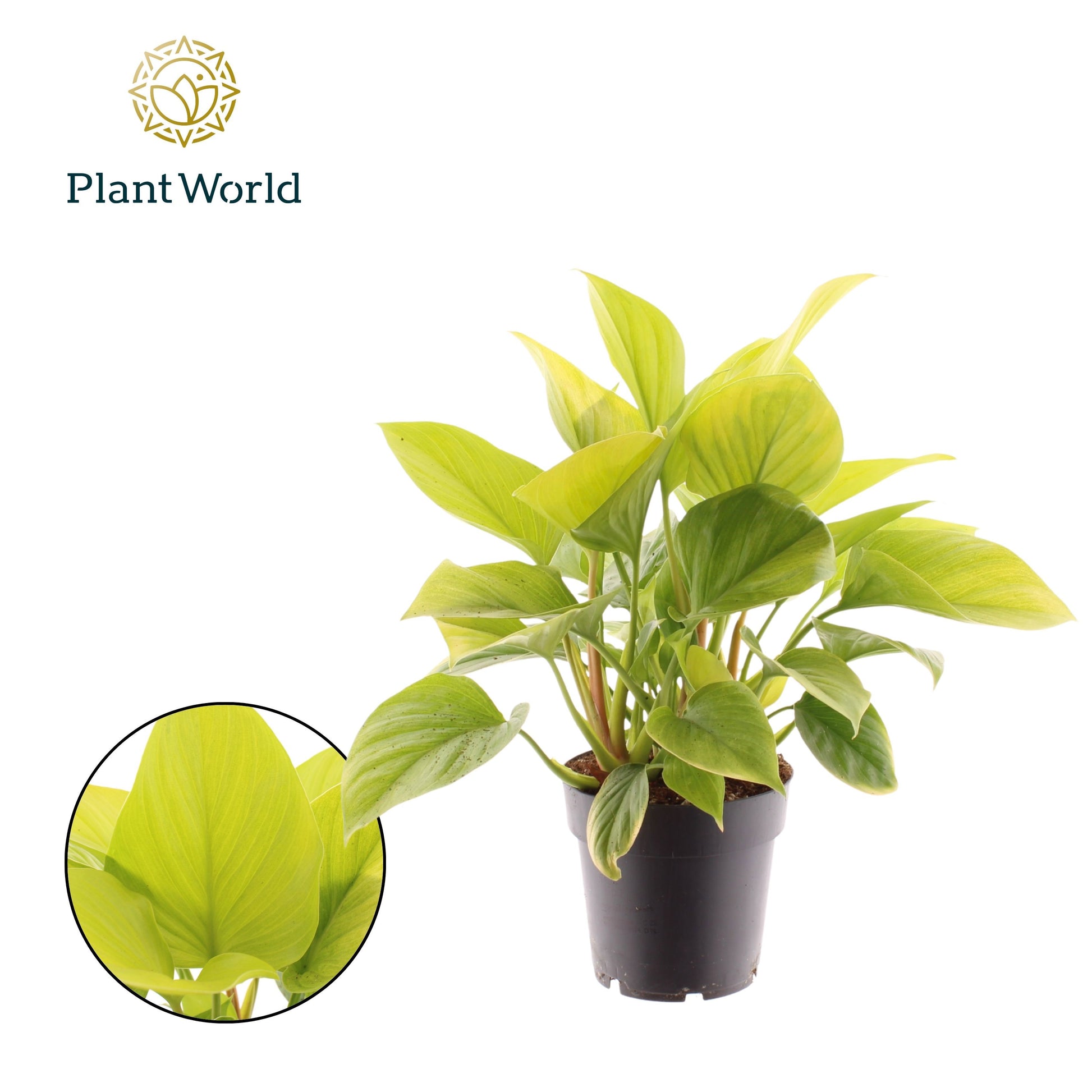 Homalomena Lemon Lime 30cm 14cm Pot