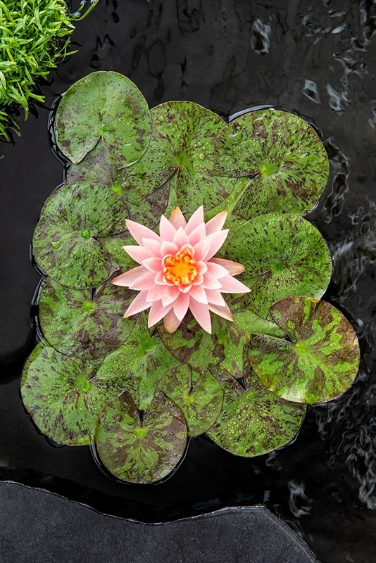 Nymphaea Colorado 30cm 18cm Pot