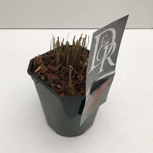 Imperata Red Baron 40cm 17cm Pot