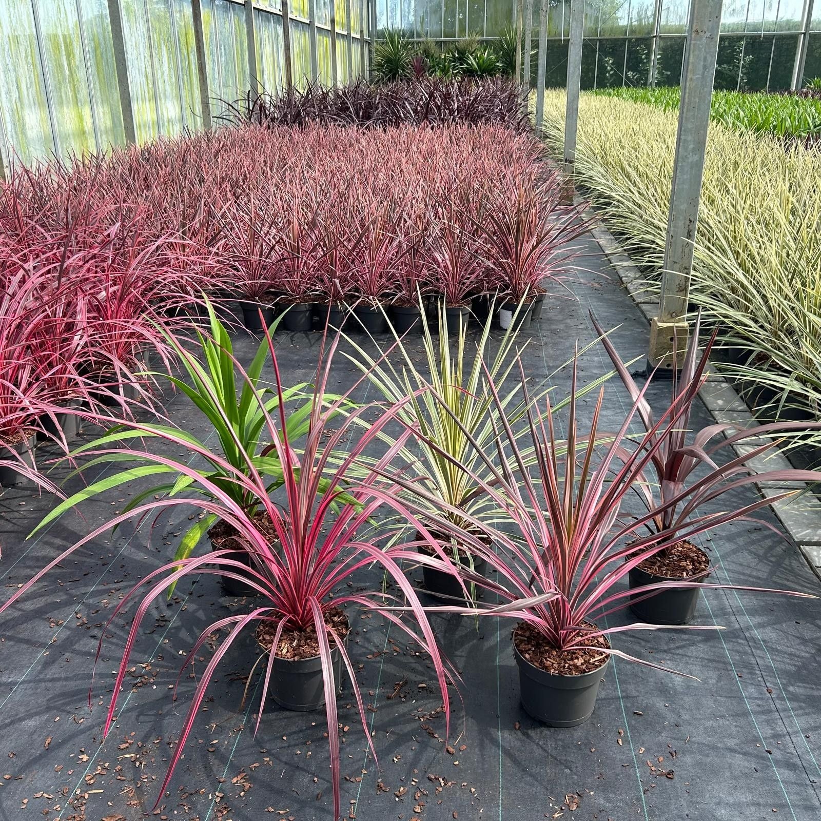 Cordyline mix 40cm 19cm Pot