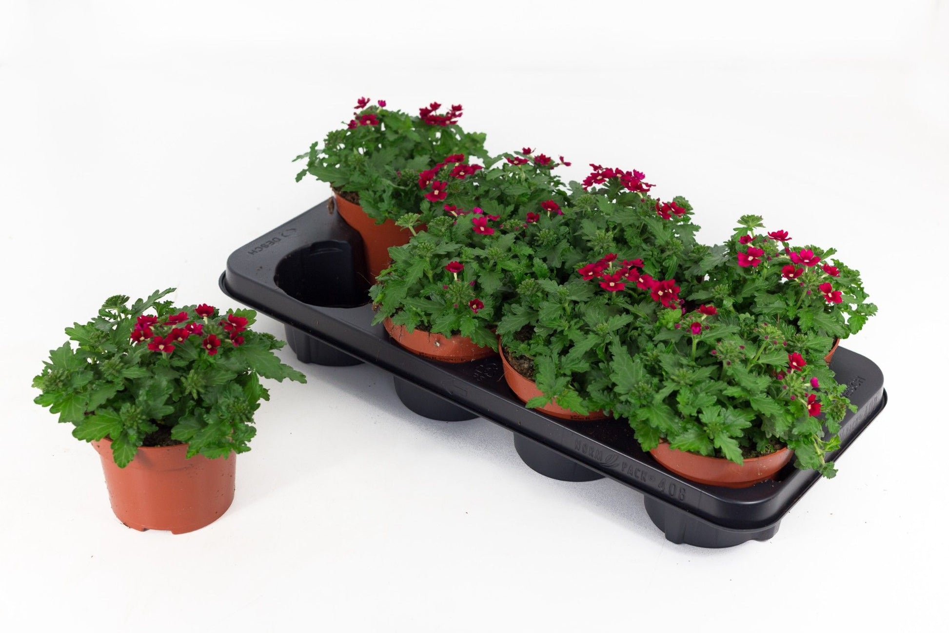 Verbena Drums Red 20cm 13cm Pot