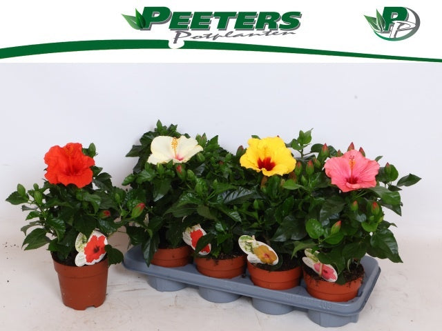Hibiscus rosa-sinesis mix 39cm 13cm Pot