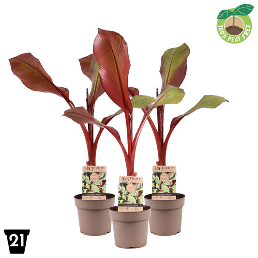 Musa basjoo (Banana) 65cm 21cm Pot