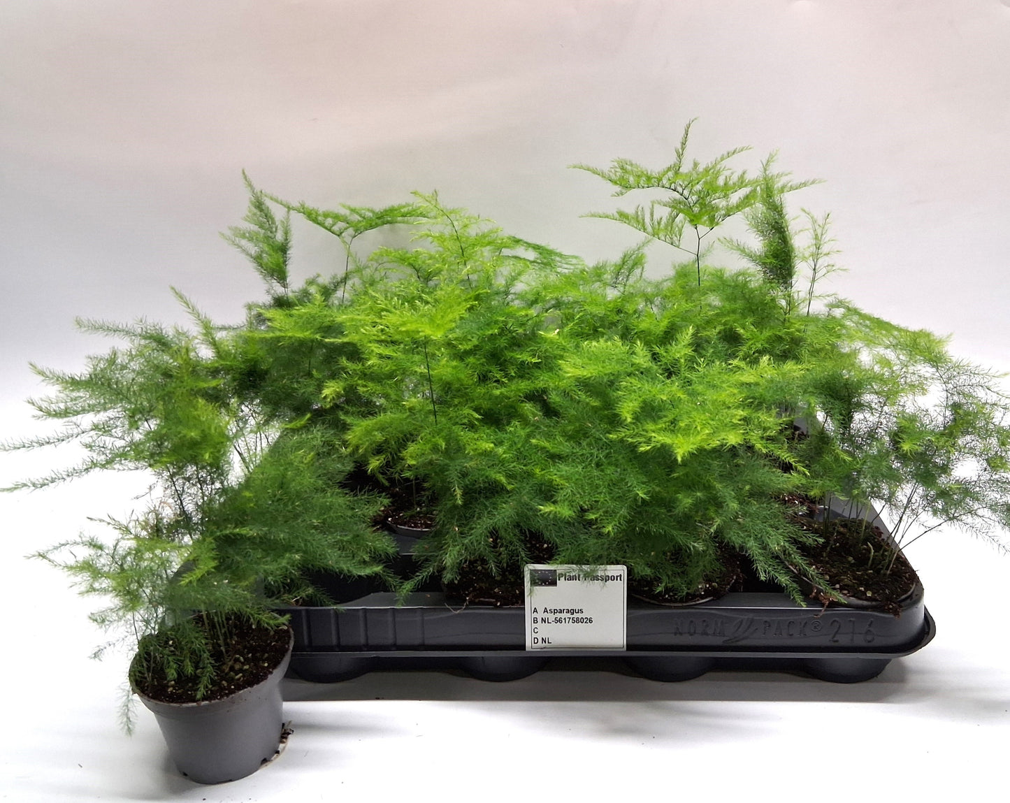 Asparagus setaceus 15cm 7cm Pot