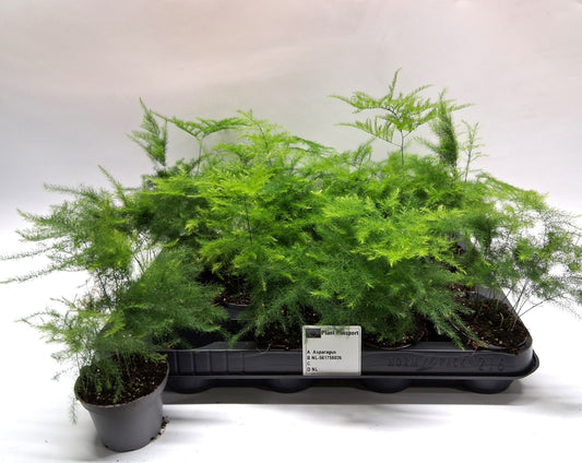 Asparagus setaceus 15cm 7cm Pot
