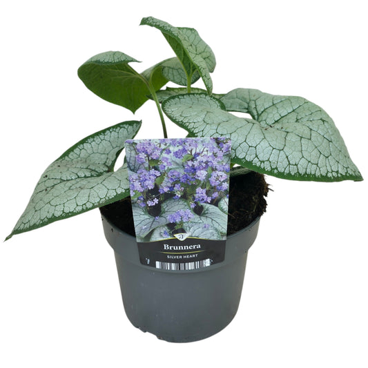 Brunnera macr. Silver Heart 40cm 17cm Pot