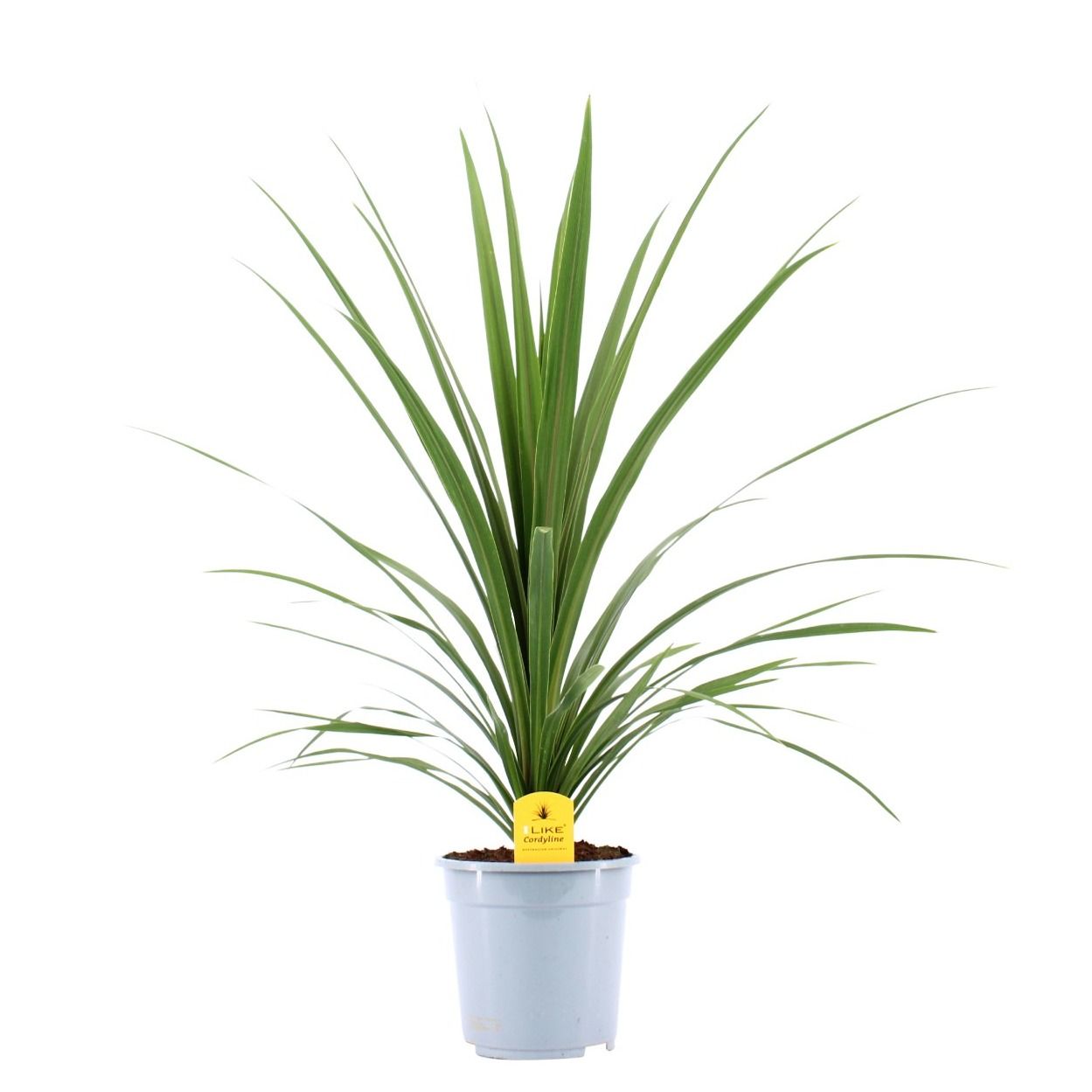 Cordyline indivisa Peko 90cm 21cm Pot