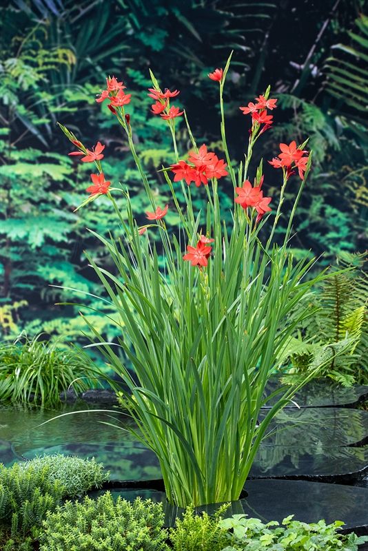 Schizostylis coccinea major (18 x 18) 35cm 18cm Pot