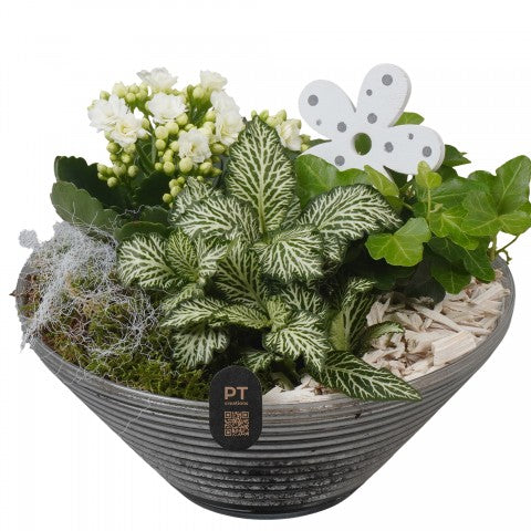 PTIG2658 Arrangementen kamerplanten 18cm 19cm Pot