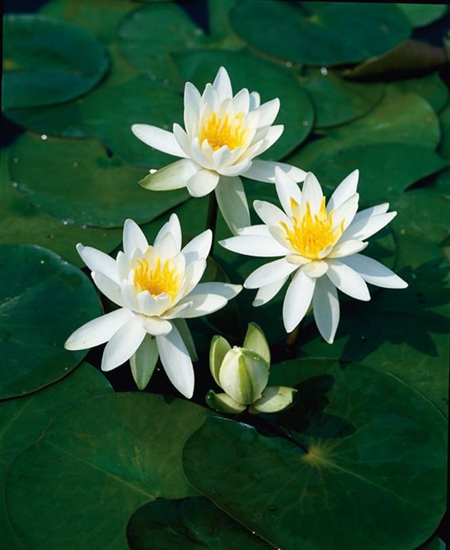 Nymphaea Odorata Alba 30cm 11cm Pot
